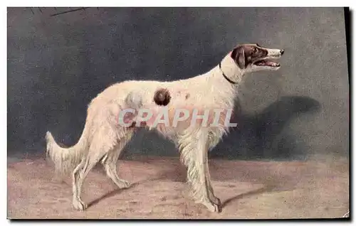 Cartes postales Chien Chiens Levrier