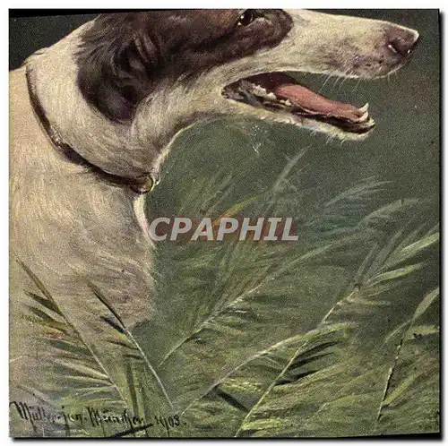 Cartes postales Chien Chiens Levrier