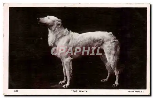 Cartes postales Chien Chiens Fair Beauty