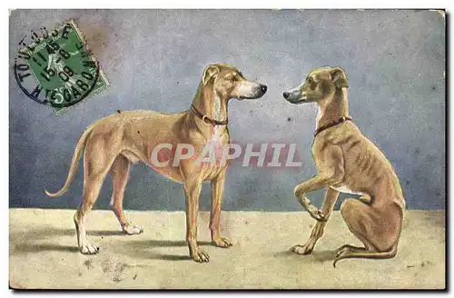 Cartes postales Chien Chiens Levrier