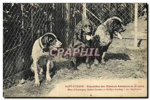 Cartes postales Chien Chiens Saint Etienne Exposition des eleveurs amateurs de la Loire Bleu d'Auvergne Sette
