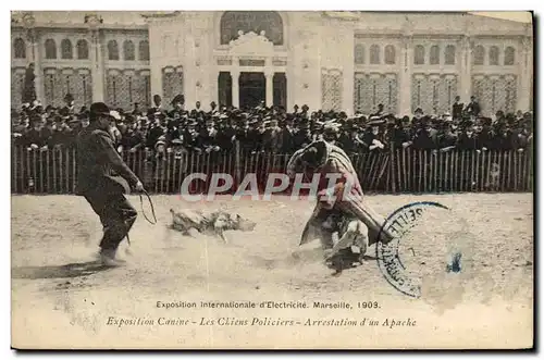 Ansichtskarte AK Chien Chiens Exposition internationale d&#39electricite Marseille 1903 Exposition canine Les chi