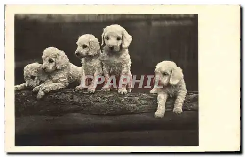 Cartes postales Chien Chiens