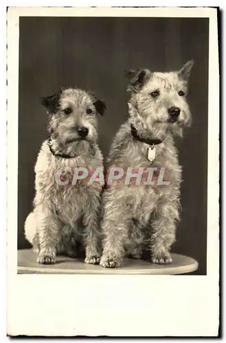 Cartes postales Chien Chiens