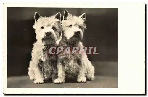 Cartes postales Chien Chiens