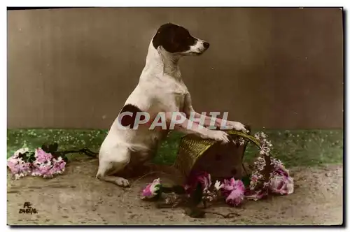 Cartes postales Chiens Chien