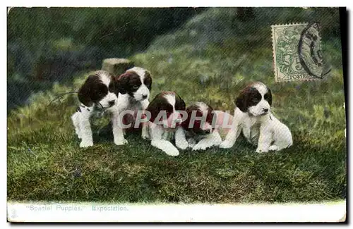 Ansichtskarte AK Chiens Chien Spaniel Puppies Expectation