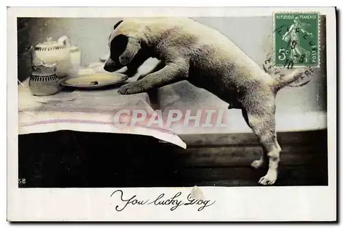 Cartes postales Chiens Chien