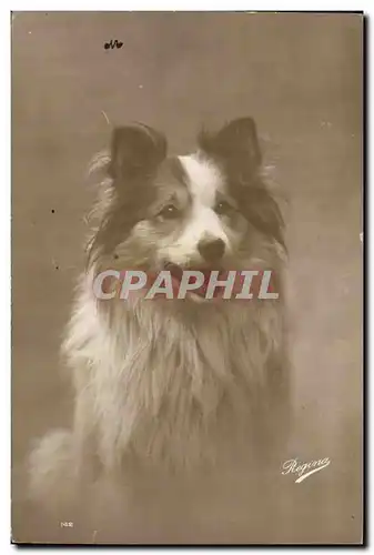 Cartes postales Chiens Chien