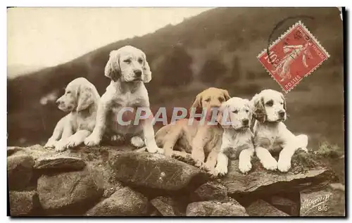 Cartes postales Chiens Chien