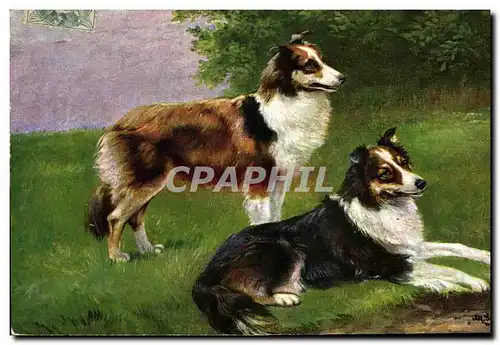 Cartes postales Chiens Chien