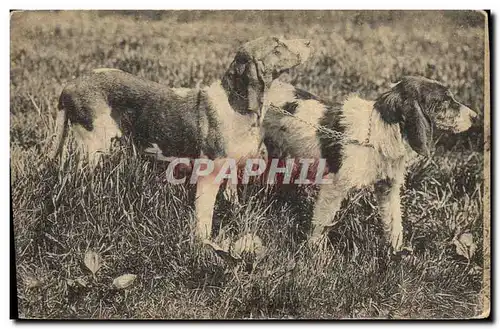 Cartes postales Chiens Chien