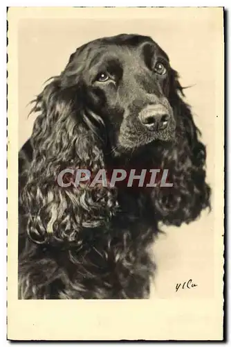 Cartes postales Chiens Chien