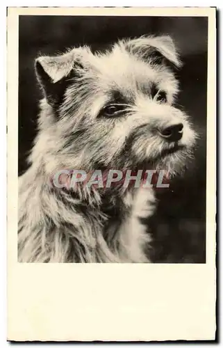 Cartes postales Chiens Chien