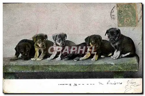 Cartes postales Chiens Chien