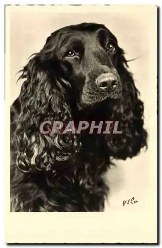 Cartes postales Chiens Chien