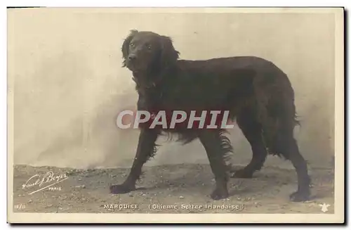 Cartes postales Chiens Chien Marquise Cheinne Setter irlandaise