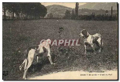 Ansichtskarte AK Chiens Chien Pyrenees En arret C&#39est du poil