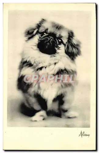 Cartes postales Chiens Chien Alain