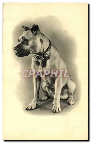 Cartes postales Chiens Chien