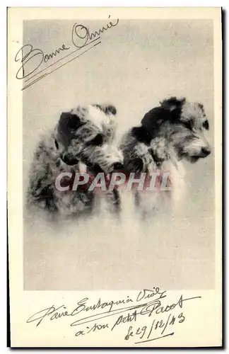 Cartes postales Chiens Chien