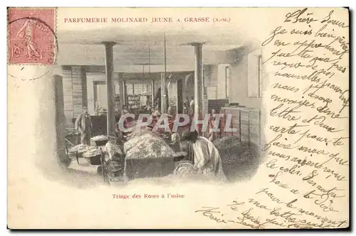 Cartes postales Cueillette Triage des roses a l&#39usine Parfumerie Molinard Jeune a Grasse TOP