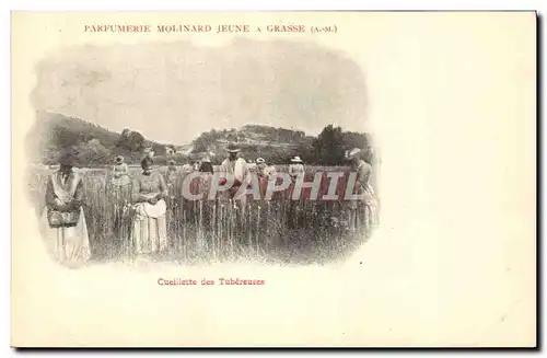 Cartes postales Cueillette des tubereuses Parfumerie Molinard Jeune a Grasse