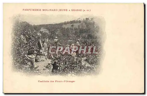 Cartes postales Cueillette des fleurs d&#39oranger Parfumerie Molinard Jeune a Grasse