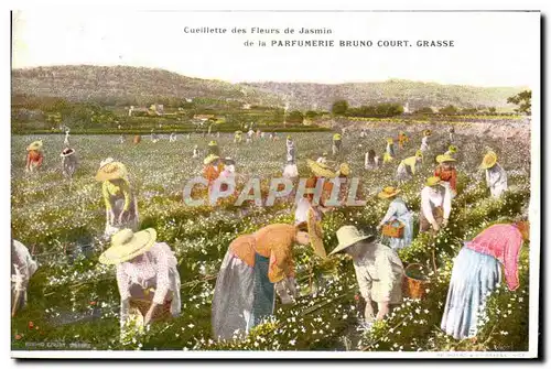 Cartes postales Cueillette des fleurs de jasmin de la Parfumerie Bruno Court Grasse