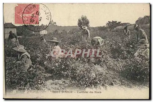 Cartes postales Cueillette des roses Cote d&#39Azur