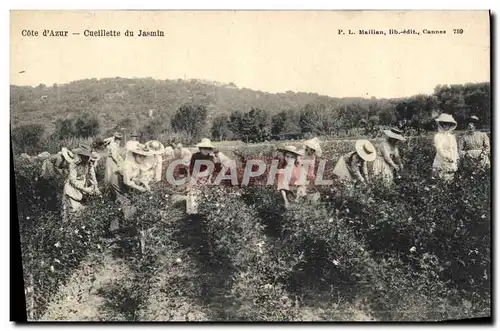 Ansichtskarte AK Cueillette du jasmin Cote d&#39Azur