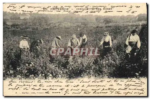 Cartes postales Cueillette des roses Provence