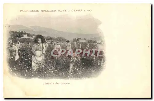 Cartes postales Cueillette des jasmins Parfumerie Molinard Jeune a Grasse
