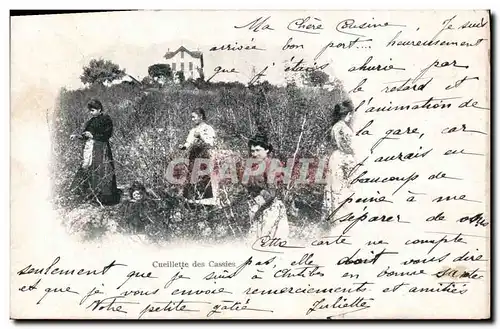 Cartes postales Cueillette des cassies