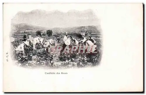 Cartes postales Cueillette des roses