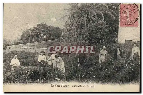 Cartes postales Cueillette du jasmin Cote d&#39Azur