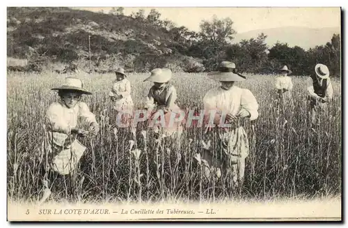 Cartes postales Cueillette des tubereuses Cote d&#39Azur