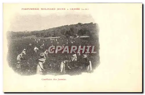 Cartes postales Cueillette des jasmins Parfumerie Molinard Jeune a Grasse