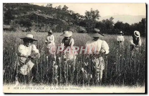 Cartes postales Cueillette des tubereuses Cote d&#39Azur