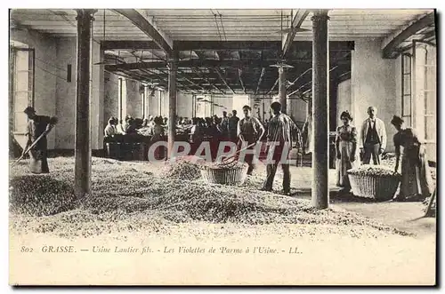 Cartes postales Cueillette Grasse Usine Lautier Fils Les violettes de Parme a l&#39usine TOP