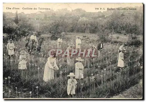 Cartes postales Cueillette des Tubereuses Cote d&#39Azur