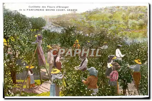 Cartes postales Cueillette des fleurs d&#39oranger Parfumerie Molinard Court Grasse