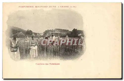 Cartes postales Cueillette des Tubereuses Parfumerie Molinard Court Grasse