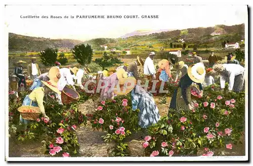Cartes postales Cueillette des roses Parfumerie Bruno Court Grasse