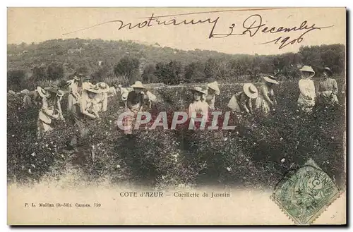 Cartes postales Cueillette du jasmin Cote d&#39Azur