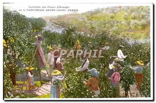 Cartes postales Cueillette des fleurs d&#39oranger Parfumerie Bruno Court Grasse Triage des roses TOP