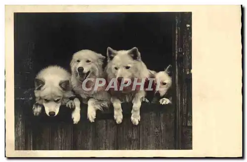 Cartes postales Chien Chiens