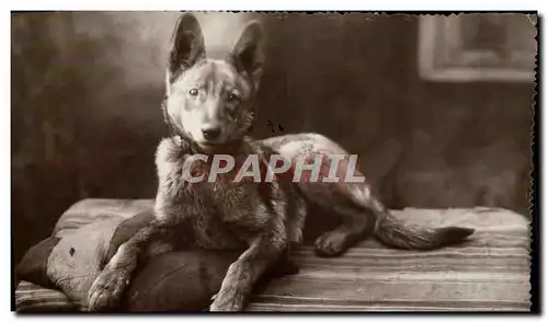 Cartes postales Chien Chiens