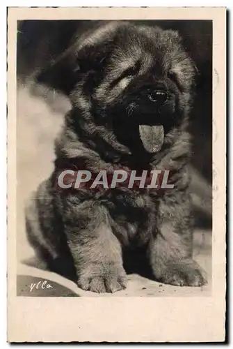 Cartes postales Chien Chiens