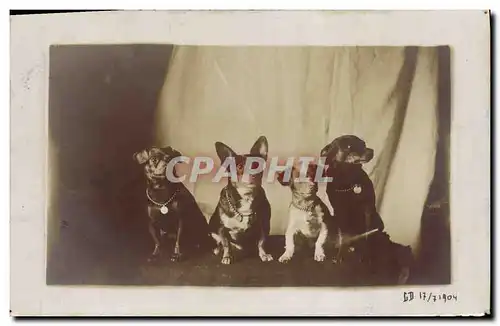 CARTE PHOTO Chien Chiens